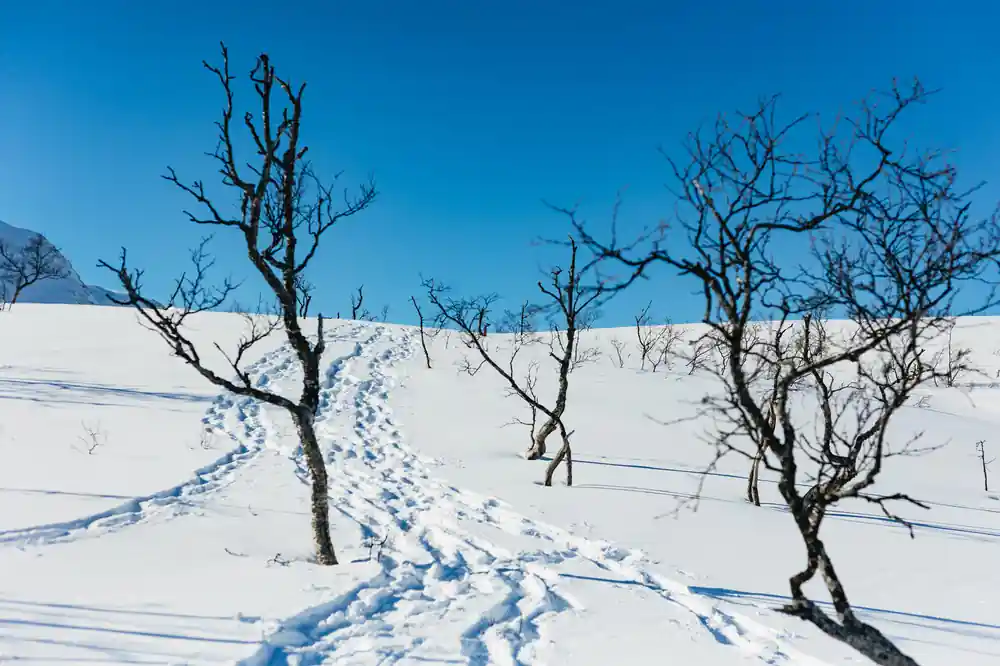Bare birches and snowshoe tracks across the snow