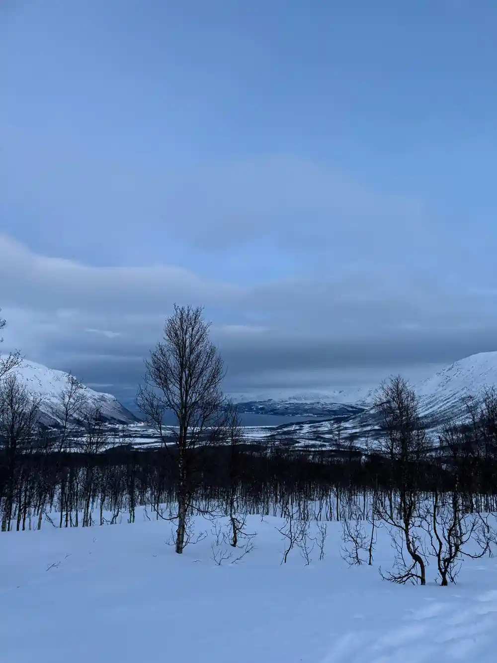 Birch trees and the valley in the blue of dusk