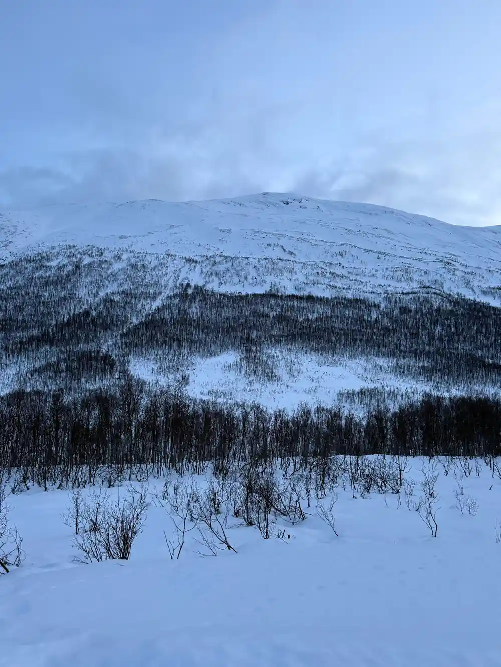 A dark mountain above the birch and the snow