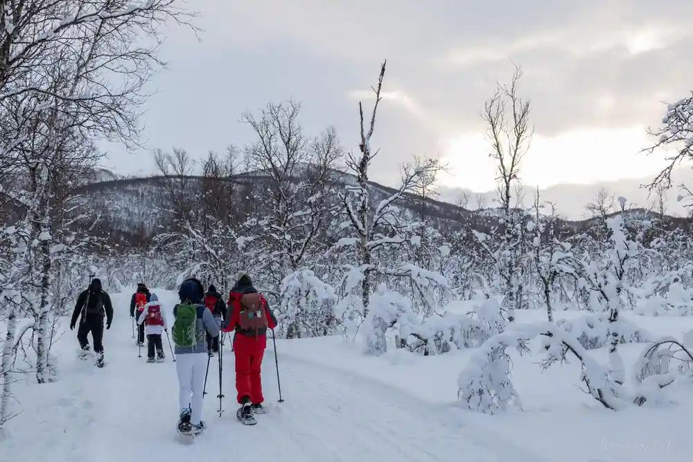 A group among snow-covered birches