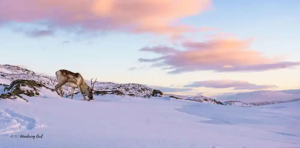 Pink cloud over the plateau at the end of the day