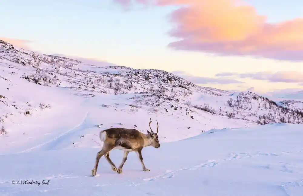 A reindeer crossing the snow in the pink light