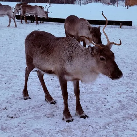 A reindeer grazing in the snow at a Sami camp