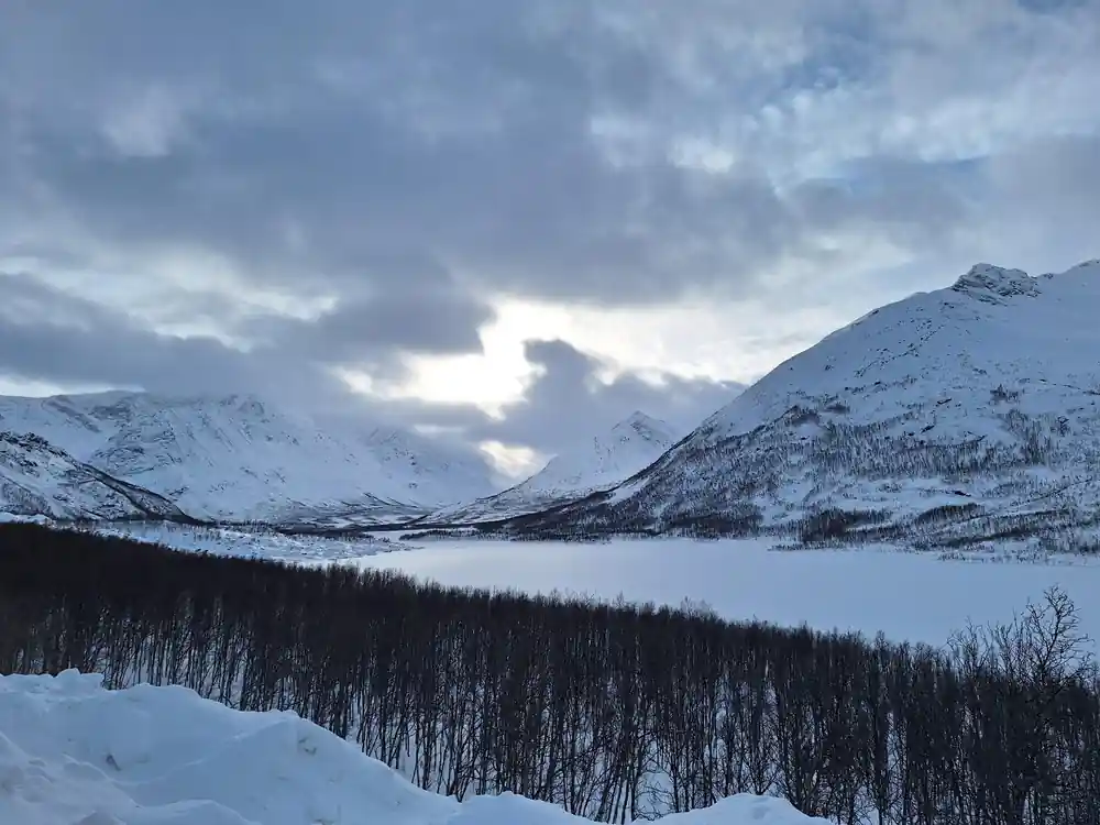 A valley of birch scrub below the white slopes